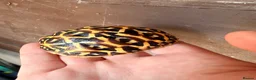 Tortoise reptiles for sale: Indian star tortoise - Advert 14
