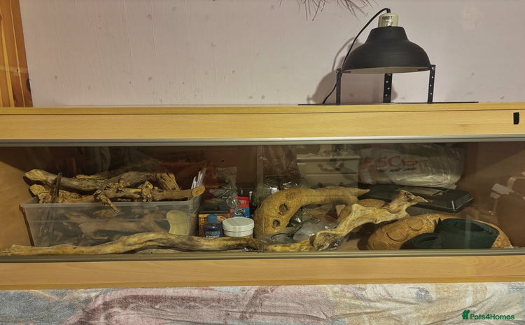 Bearded Dragon reptiles - Advert 5