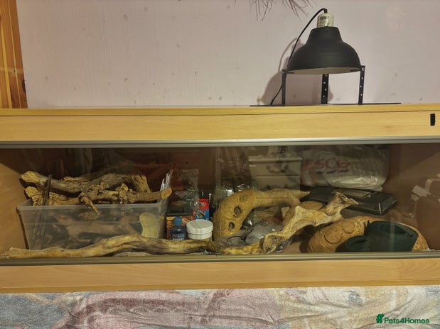 Bearded Dragon reptiles - Advert 7