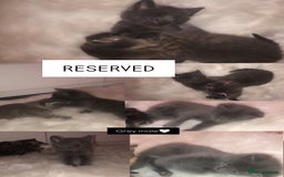 Mixed Breed cats for sale: 3 BABY KITTENS LEFT 🩷🩷🩵 - Image 7