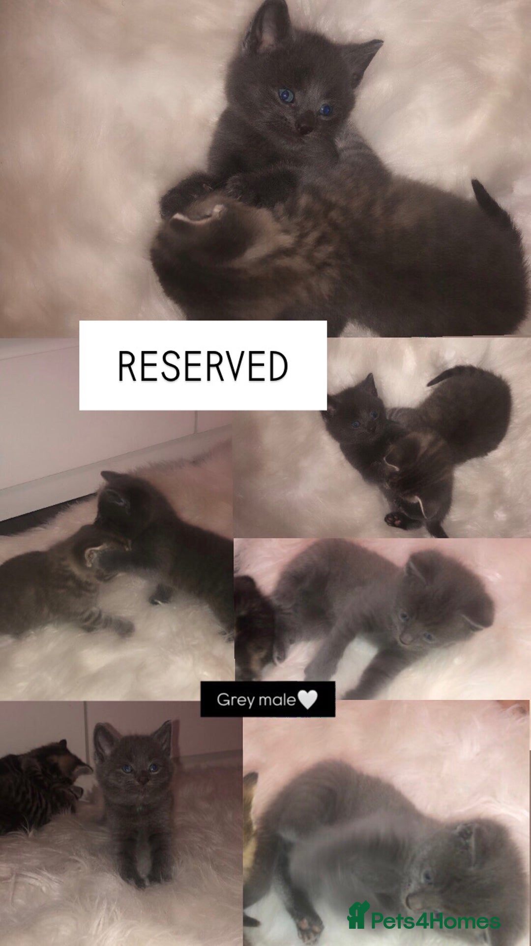 Mixed Breed cats for sale: 3 BABY KITTENS LEFT 🩷🩷🩵 - Image 7