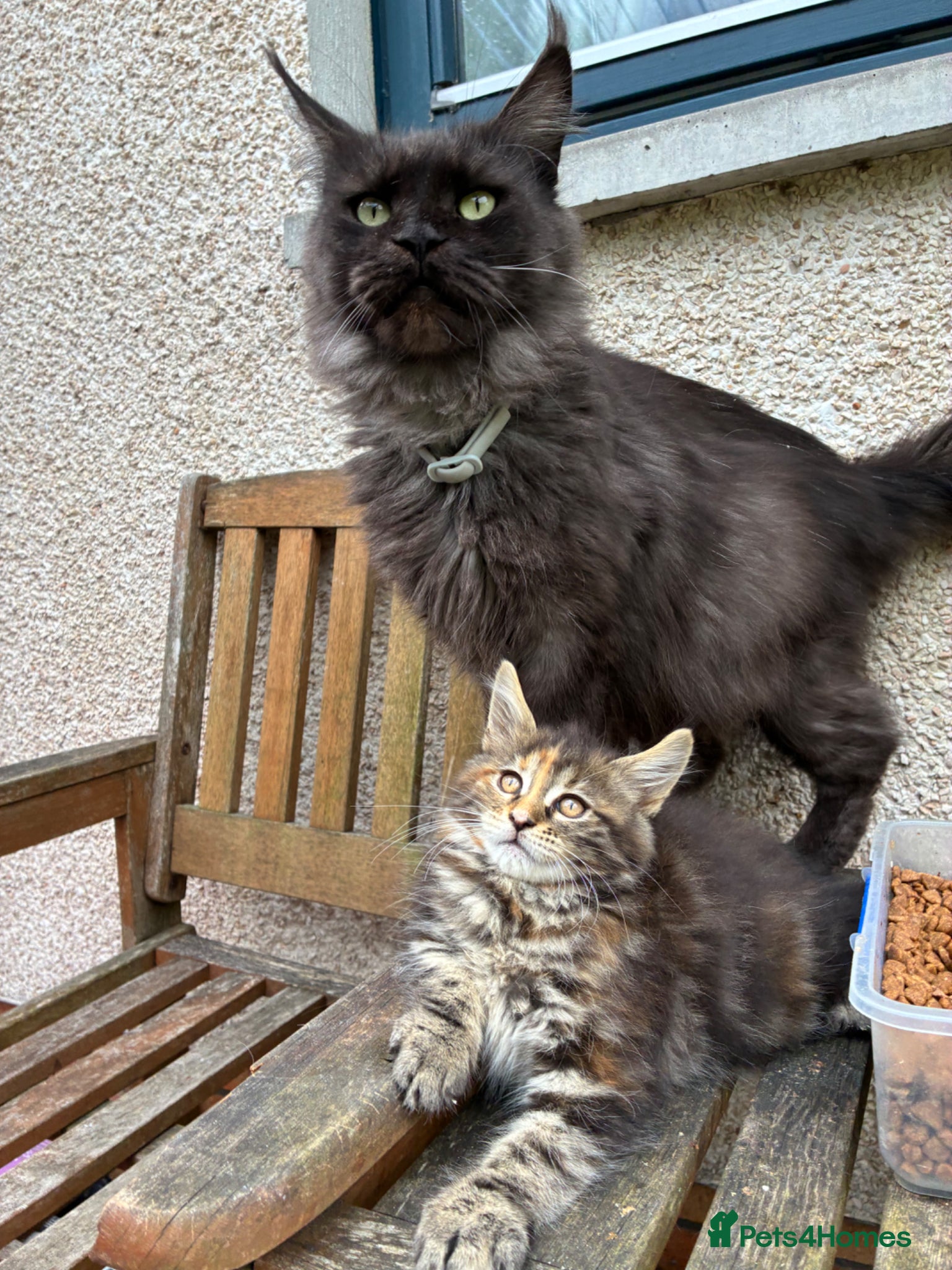 Maine Coon cats Maine coon kittens  - Advert 3