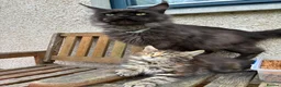 Maine Coon cats for sale: Maine coon kittens  - Advert 8
