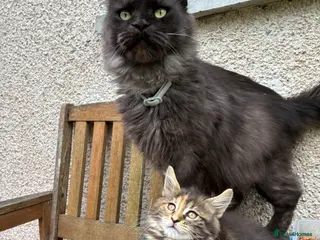 Maine Coon cats Maine coon kittens - Advert 3