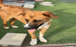 Mixed Breed dogs for adoption: Sweet Armin looking for LOvE - Image 12