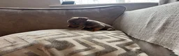 Jack Russell dogs for sale: Miniature Jack Russell  - Advert 17