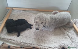 Bedlington Terrier dogs for sale: BEDLINGTON TERRIER PUPS - Image 6