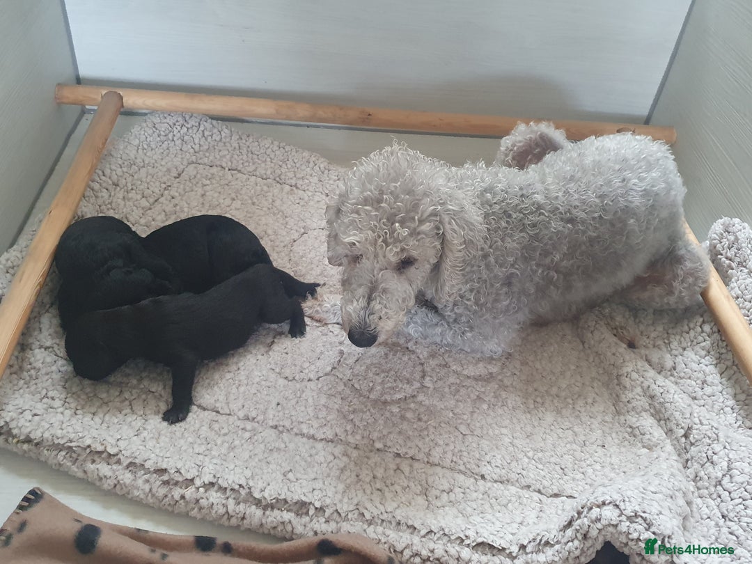 Bedlington Terrier dogs for sale: BEDLINGTON TERRIER PUPS - Image 6