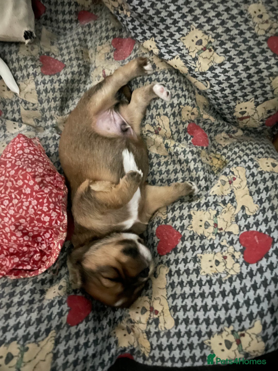 Cavapoo dogs for sale: Beautiful Cavapoo puppies - Image 21