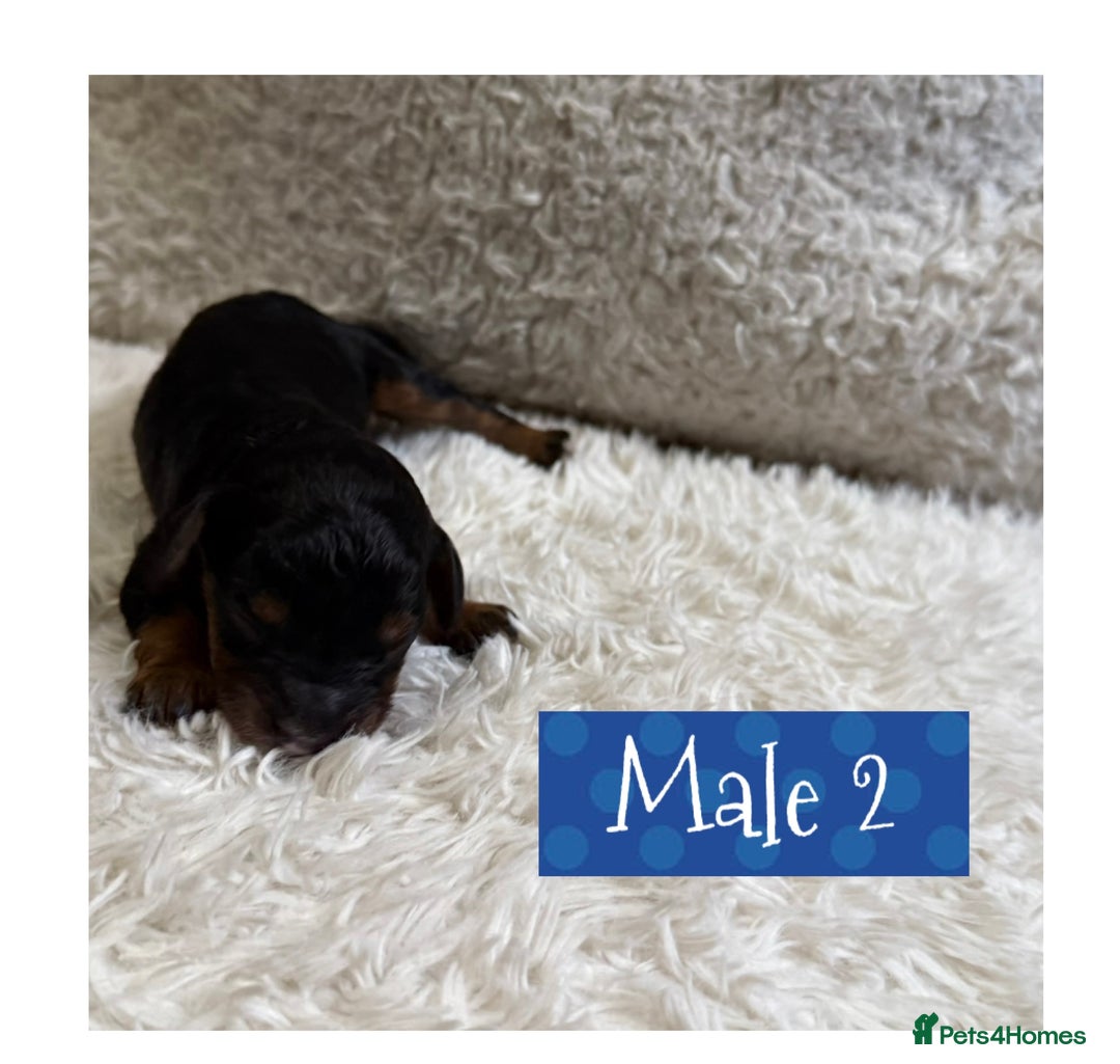 Cavapoo dogs for sale: F1b Cavapoo puppies for sale! - Image 6
