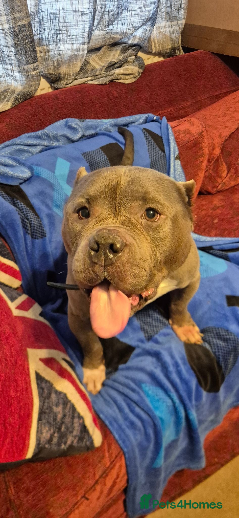 American Bulldog dogs American Bulldog for rehoming - Advert 1