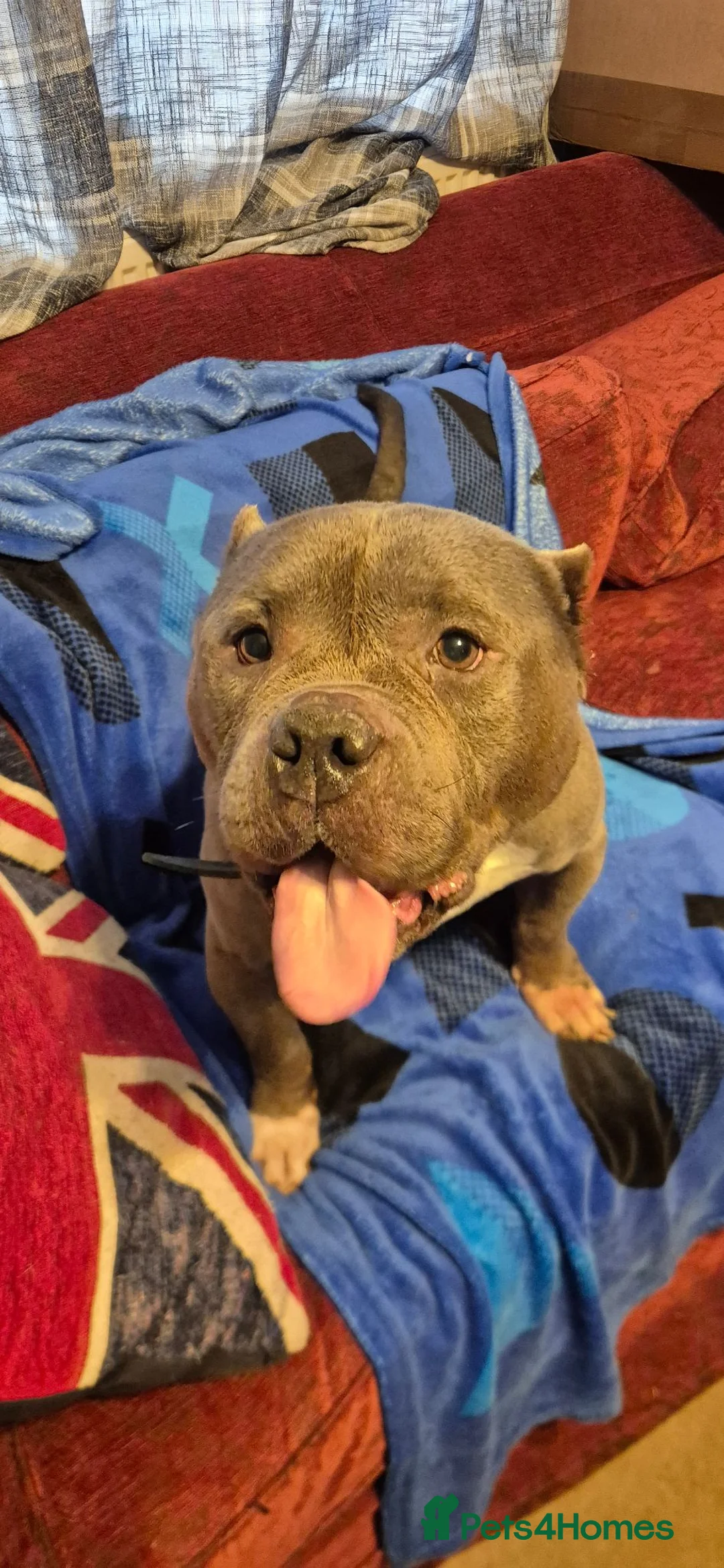 American Bulldog dogs for sale: American Bulldog for rehoming - Advert 1