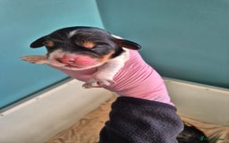 Cocker Spaniel dogs for sale: 6 beautiful Cocker puppies 🐶  - Image 4