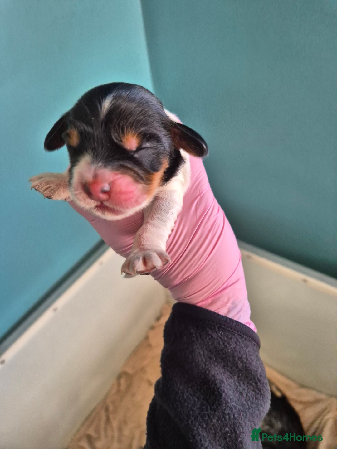 Cocker Spaniel dogs for sale: 6 beautiful Cocker puppies 🐶  - Image 4