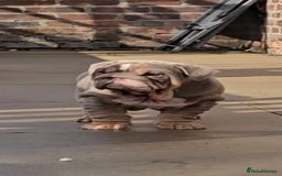 English Bulldog dogs for sale: 💥💥ENGLISH BULLDOG 💥💥 in Manchester - Image 24