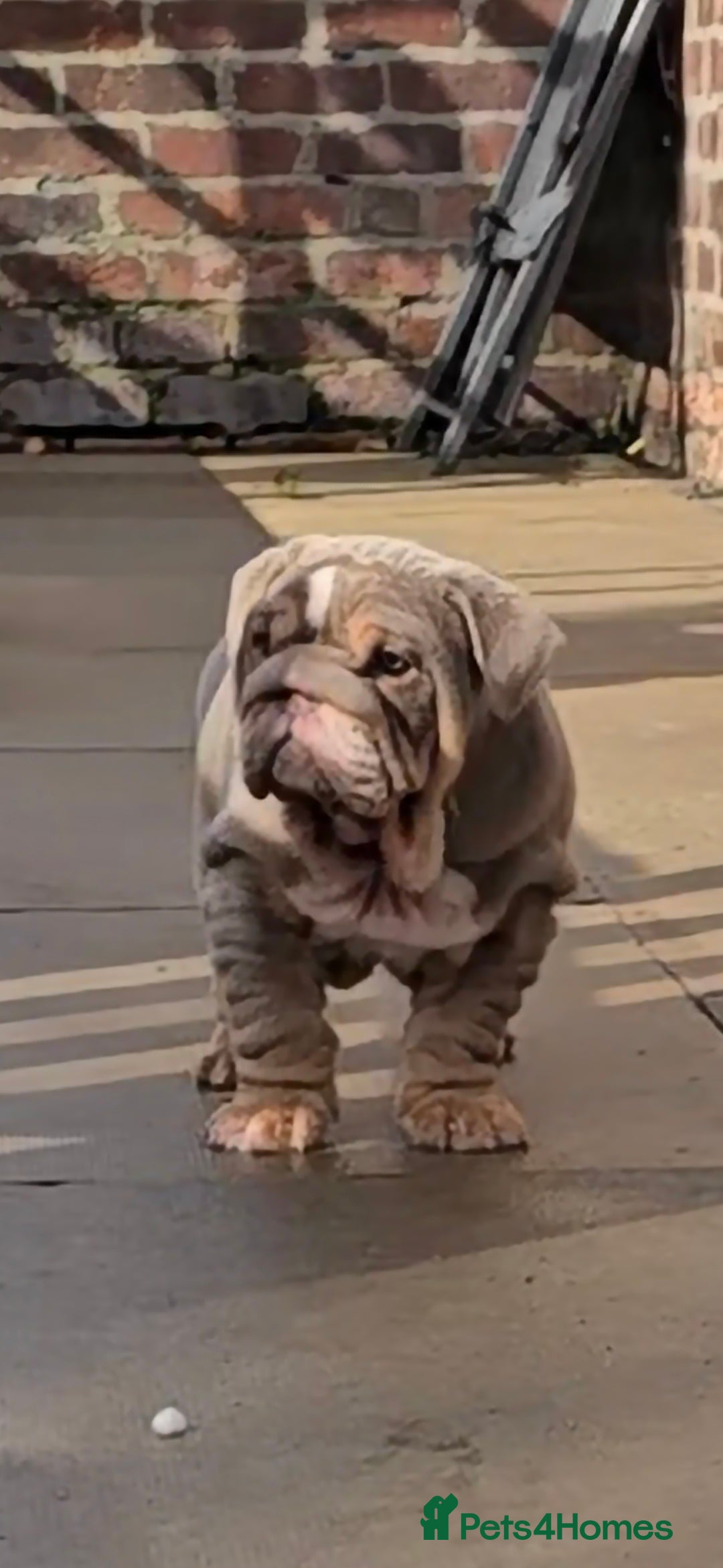 English Bulldog dogs for sale: 💥💥ENGLISH BULLDOG 💥💥 in Manchester - Image 24