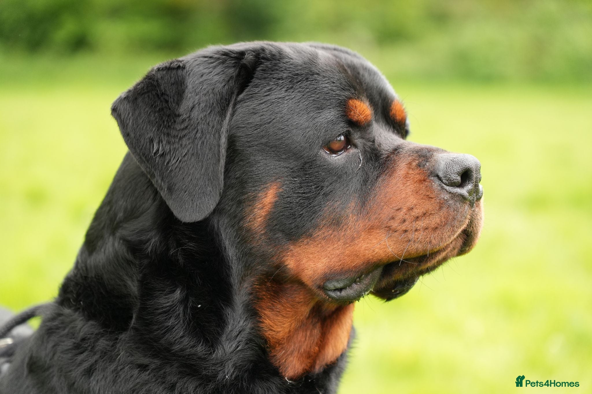 Rottweiler dogs 🐶PREMIUM ROTTWEILERS. ADRK GERMAN BLOODLINES 🇩🇪 - Advert 2
