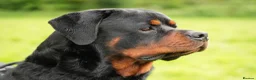 Rottweiler dogs for sale: 🐶PREMIUM ROTTWEILERS. ADRK GERMAN BLOODLINES 🇩🇪 - Advert 2