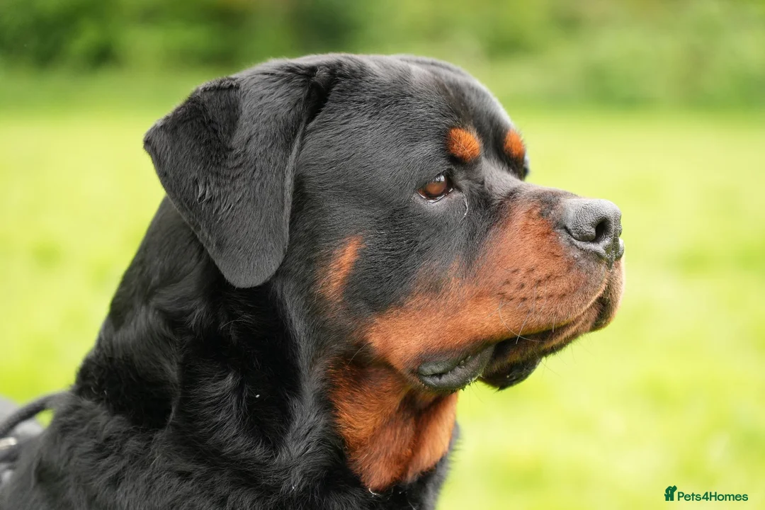 Rottweiler dogs for sale: 🐶PREMIUM ROTTWEILERS. ADRK GERMAN BLOODLINES 🇩🇪 - Advert 2