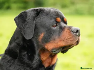 Rottweiler dogs 🐶PREMIUM ROTTWEILERS. ADRK GERMAN BLOODLINES 🇩🇪 - Advert 2