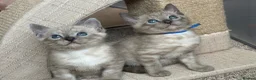 Bengal cats for sale: TICA registered Seal Solid Silver Mink Bengals - Advert 2
