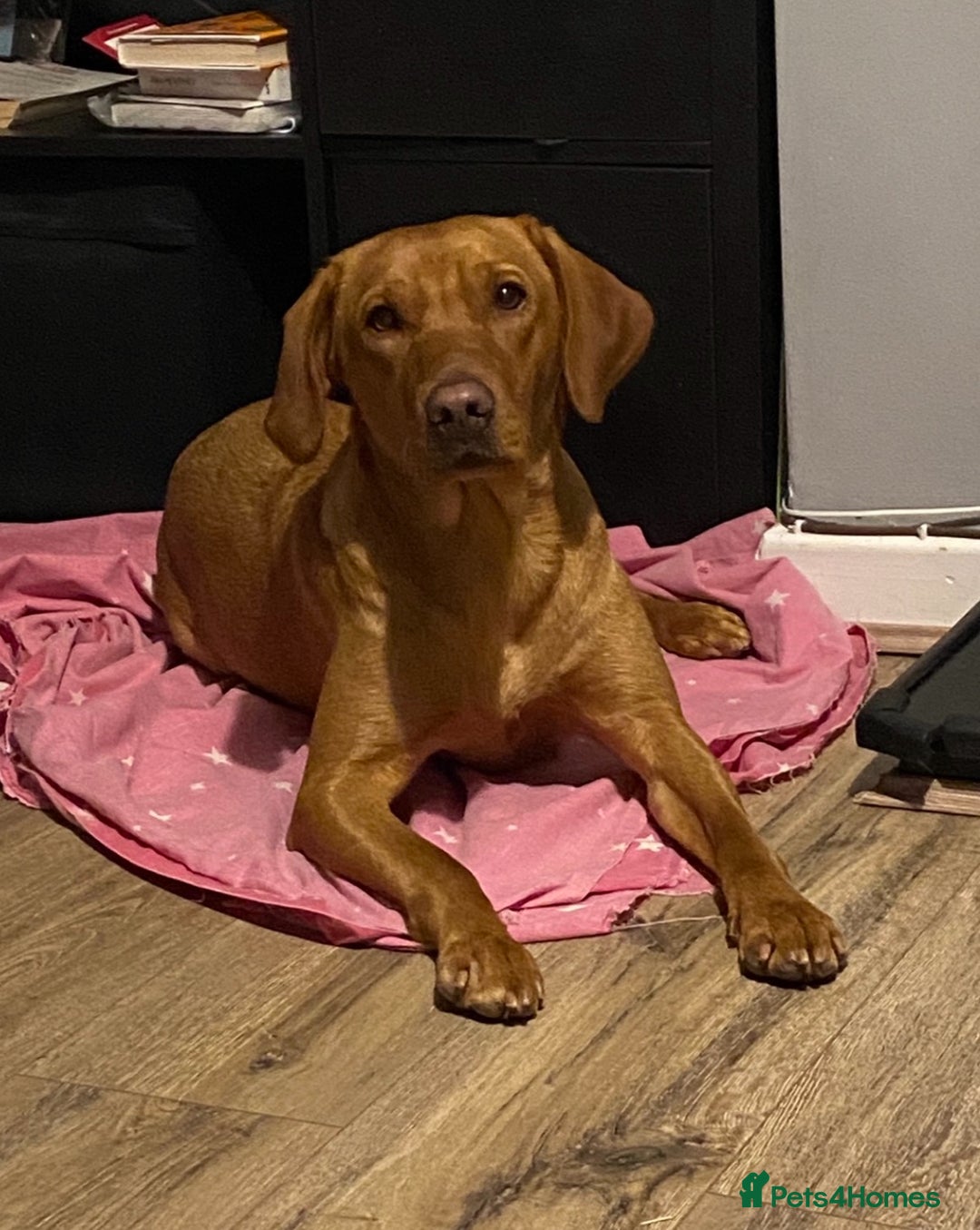 Labrador Retriever dogs for sale: 1 boy left! Fox red KC rEG Labradors working line  - Advert 2