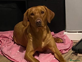 Labrador Retriever dogs - Advert 3