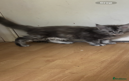 Maine Coon cats for sale: Maine coon kittens - Image 17