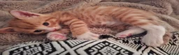 Mixed Breed cats for sale: Beautiful Litter: 4 Maine Coon X Ginger Toms - Advert 3