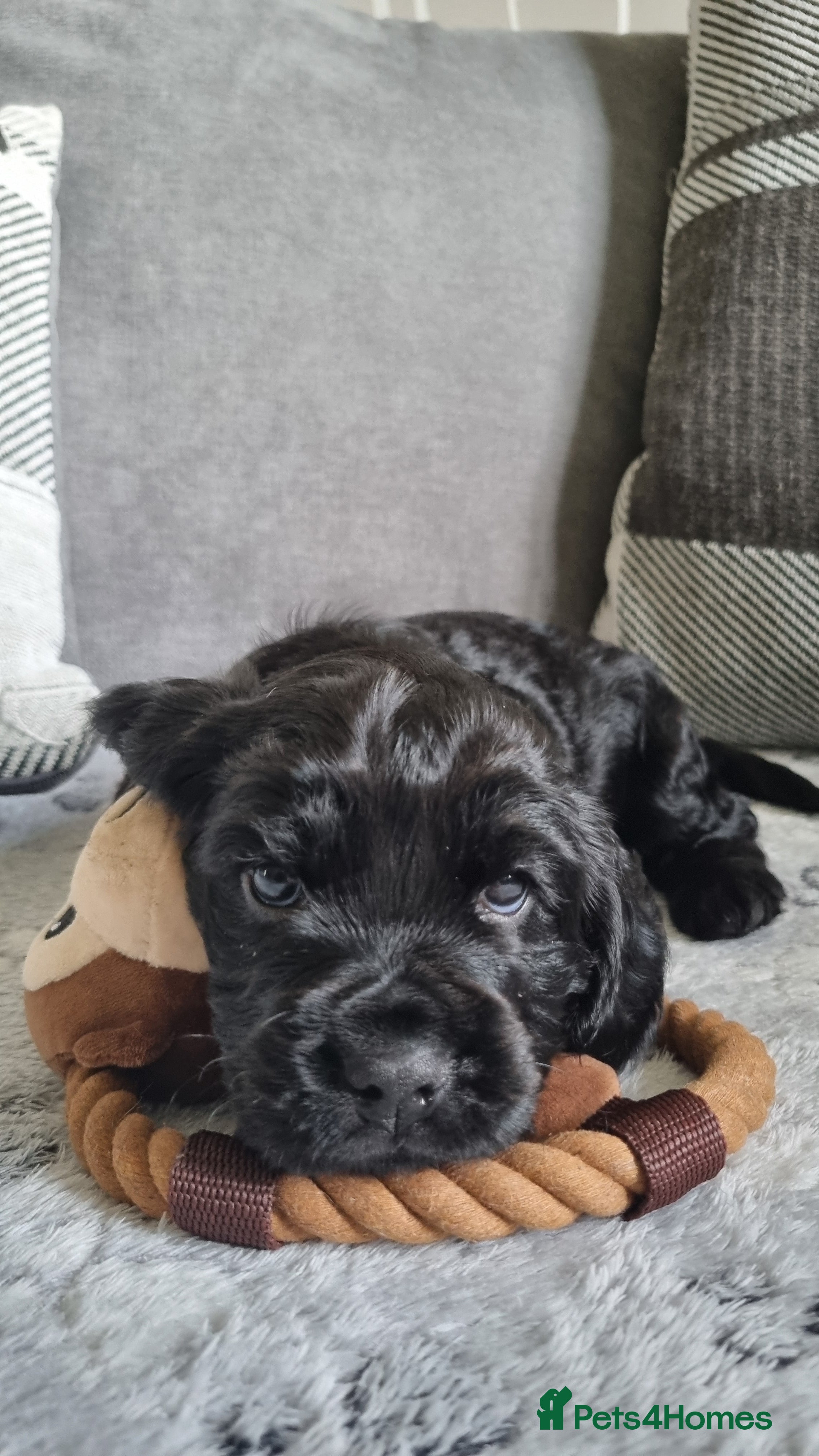 Cocker Spaniel dogs for sale: 🐾 Beautiful Show Type Cocker Spaniel Puppies - Advert 5