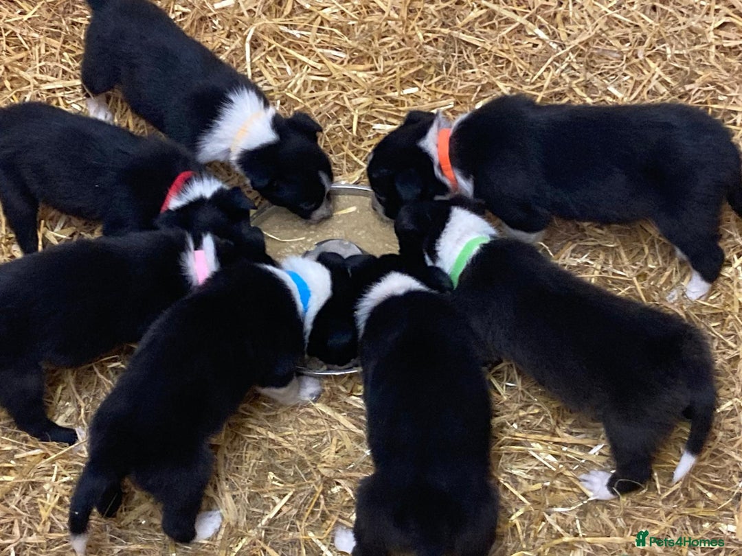 Border Collie dogs for sale: Border Collie pups for sale - Advert 5