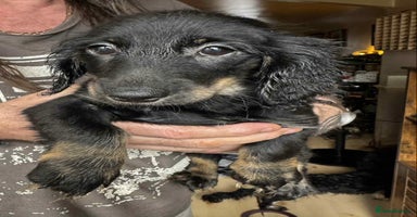 Mixed Breed dogs - Advert 3