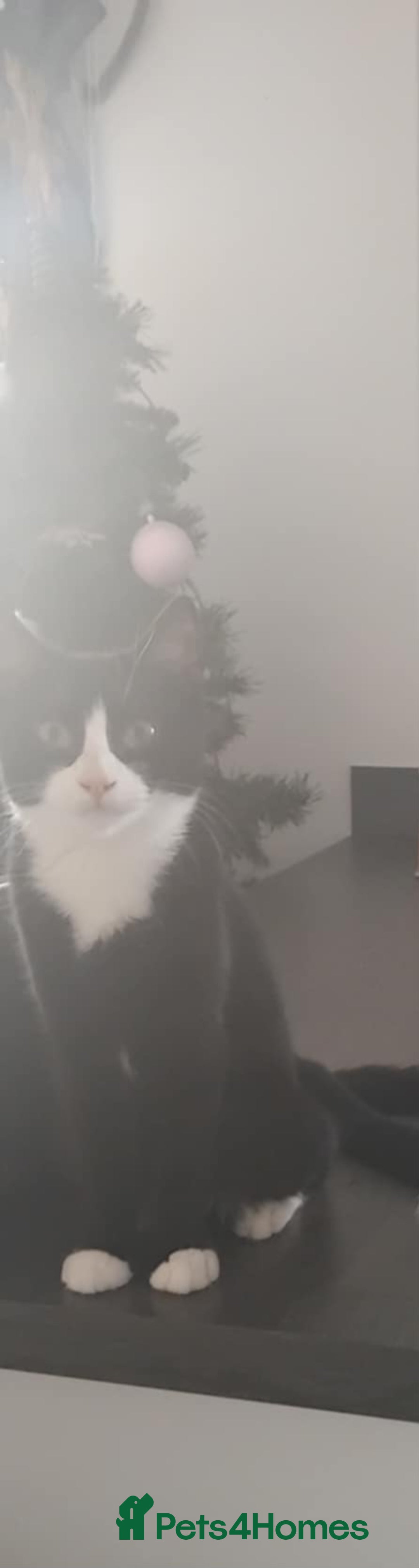 British Shorthair cats for sale: Female 6 month old kitten - Advert 1