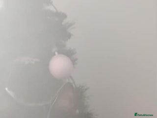 British Shorthair cats Female 6 month old kitten - Advert 1