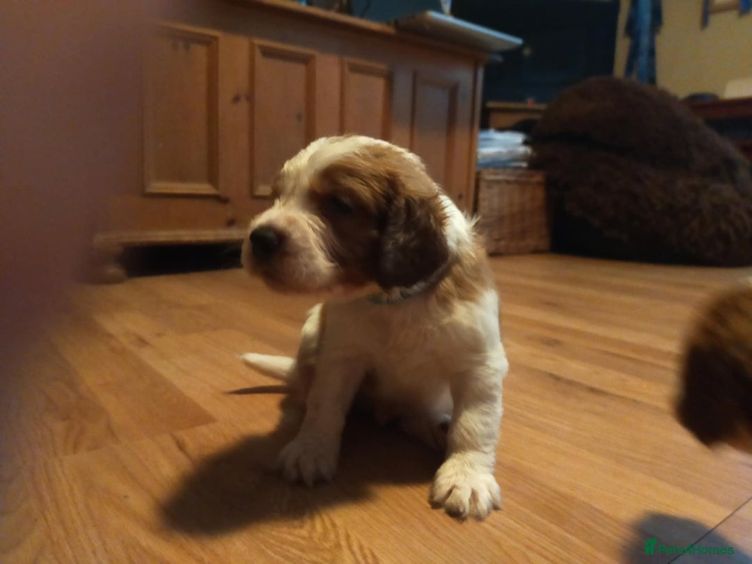 Welsh Springer Spaniel dogs for sale: Kc reg Welsh springer spaniel male puppies - Image 26