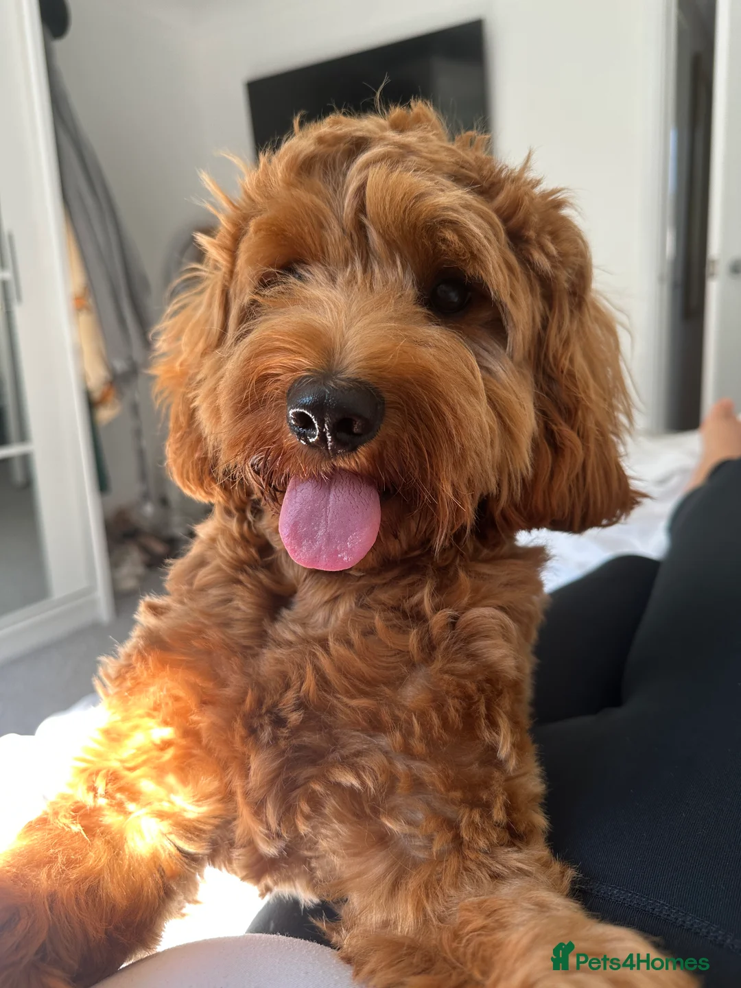 Cockapoo dogs for stud: STUD - DNA Tested Cockapoo (Poodle-Dominant) - Advert 20