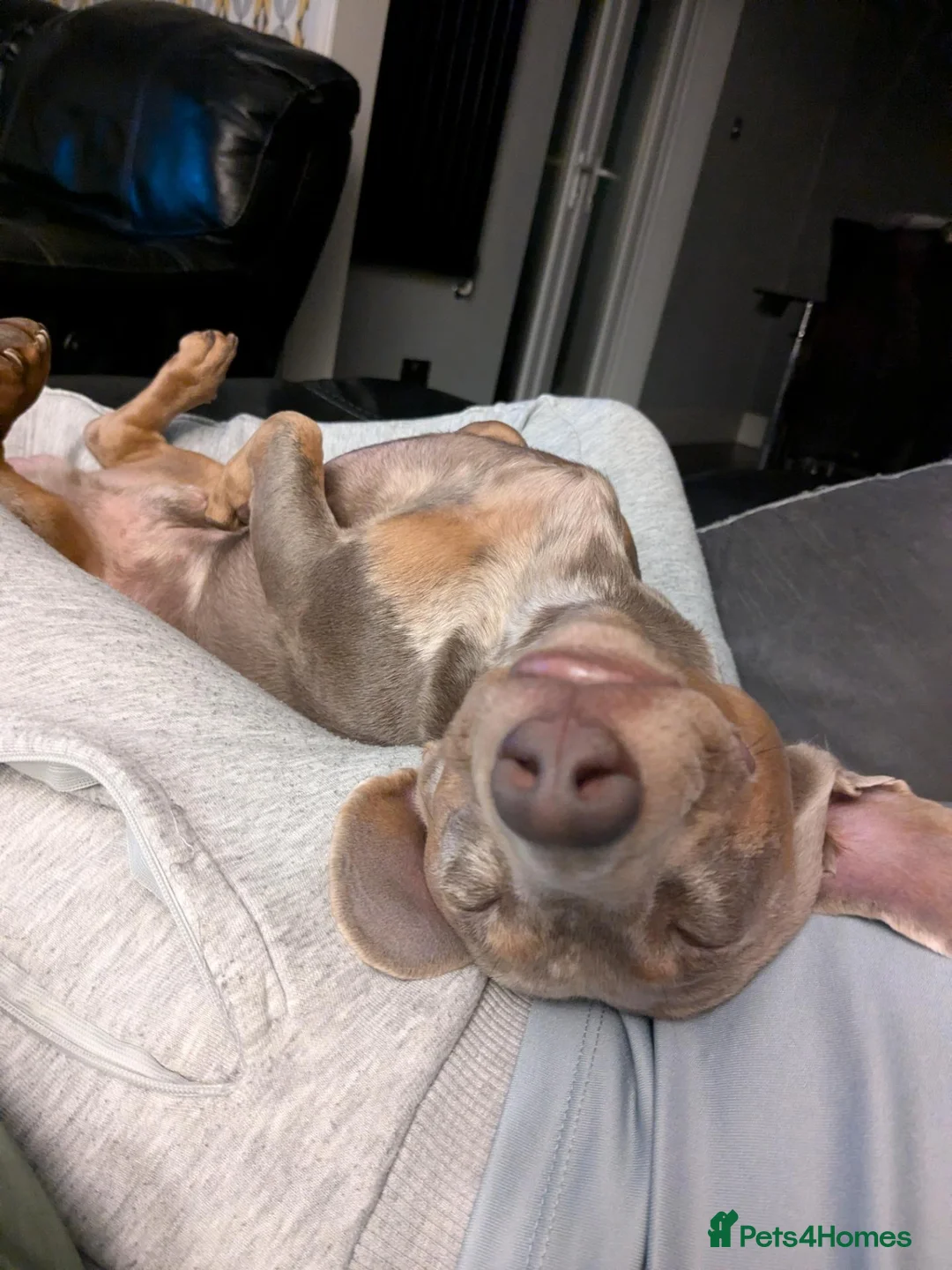 Miniature Dachshund dogs for stud: Miniature Dachshund Isabelle tan and cream dapple  in Loughborough - Advert 7
