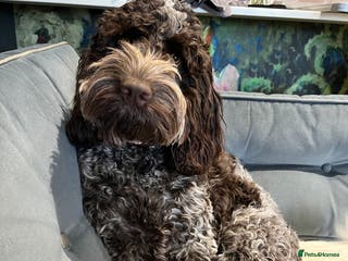 Cockapoo dogs Show Cockapoo F1b pups 5* Licensed breeder - Advert 12