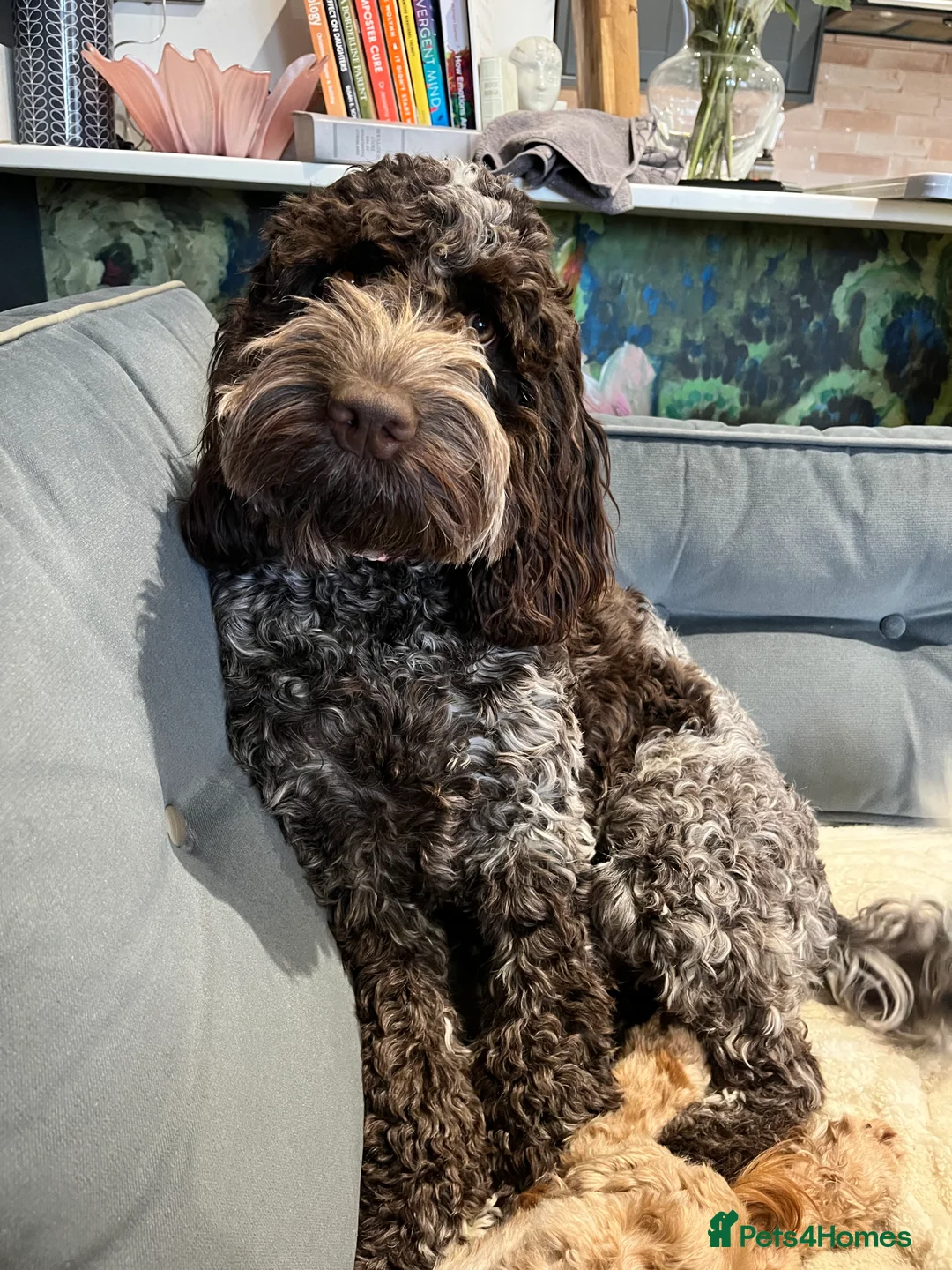 Cockapoo dogs for sale: Show Cockapoo F1b black boy left 5* breeder - Advert 5