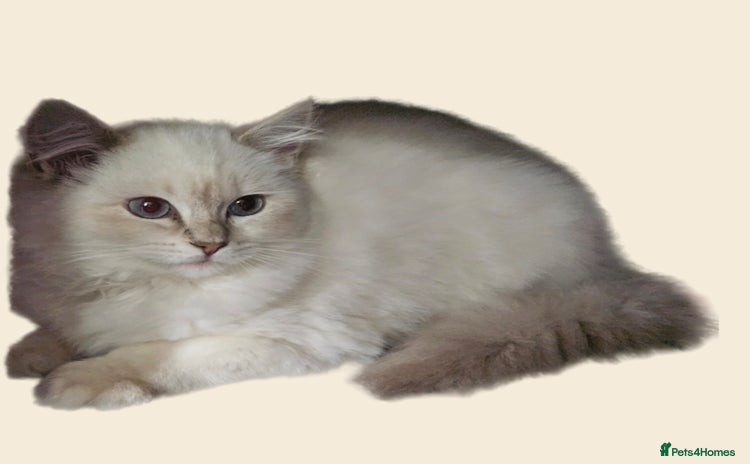 Ragdoll cats - Advert 14