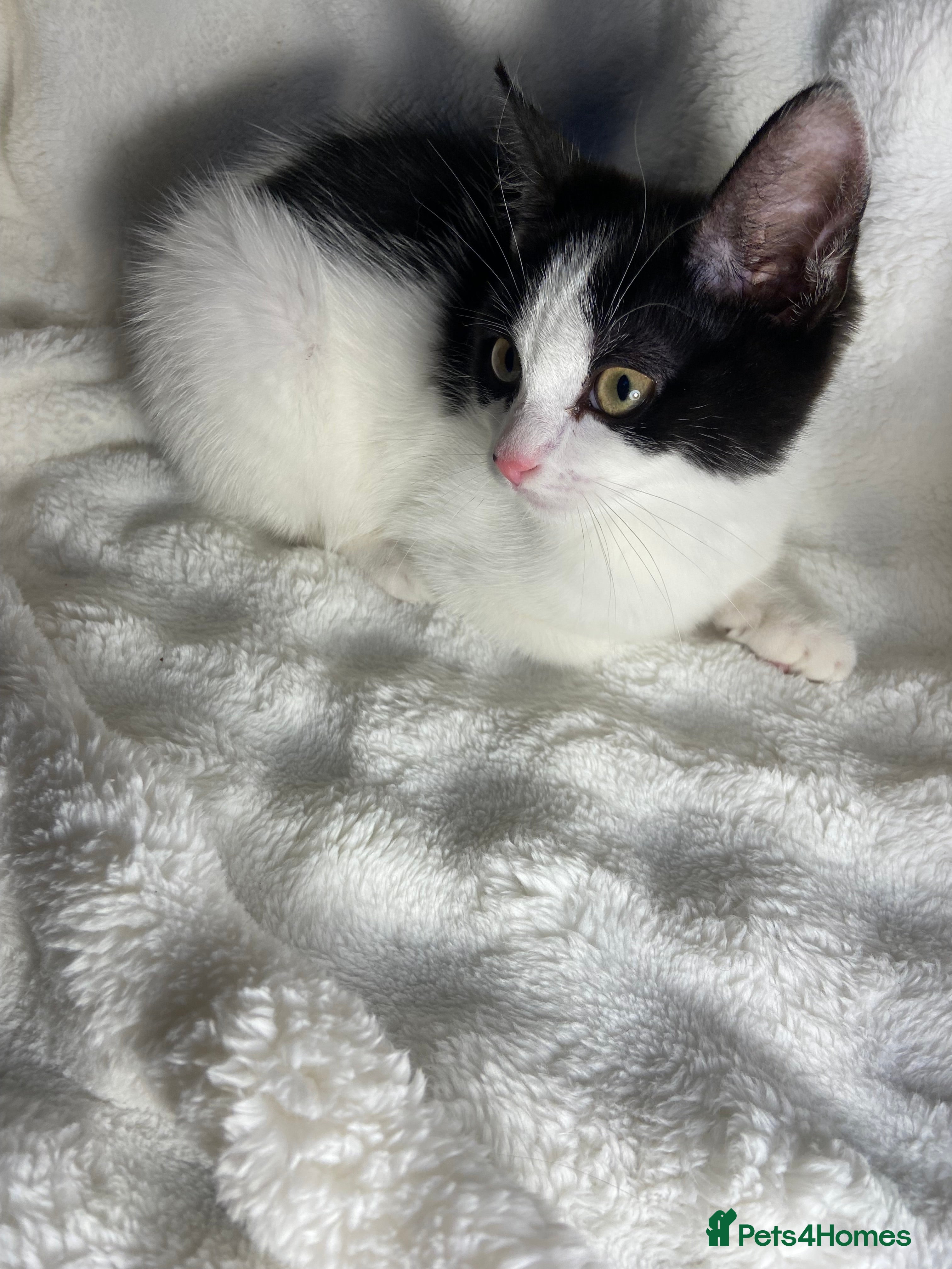 Mixed Breed cats Cute black and white kitten  - Advert 1