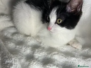 Mixed Breed cats Cute black and white kitten - Advert 1