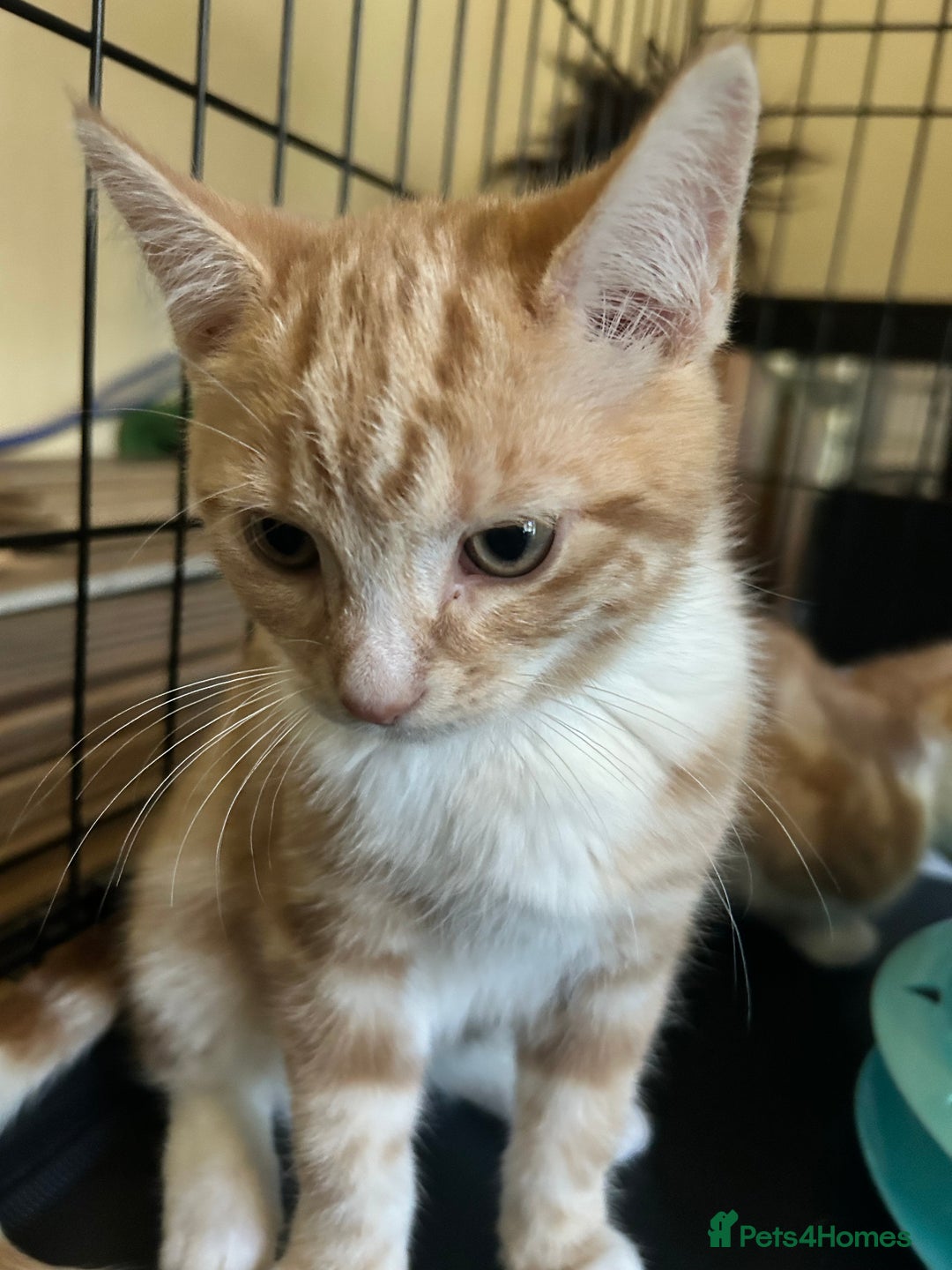 Domestic Shorthair cats for sale: Two ginger males (HAVE TO GO TOGETHER- READ DESC) - Advert 6