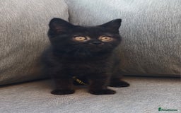 British Shorthair cats for sale: Ready now! Affectionate Black GCCF female - Image 10