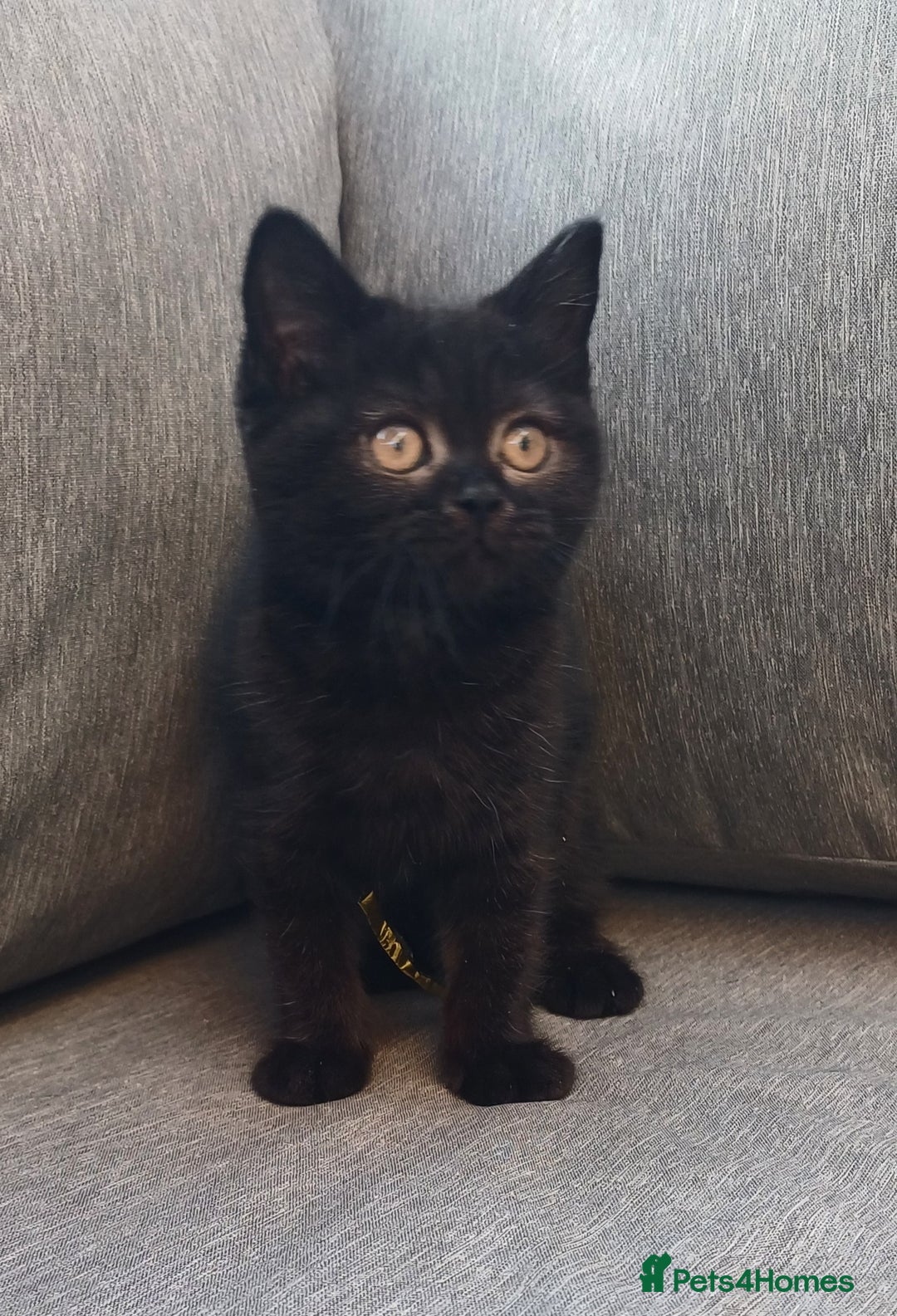 British Shorthair cats for sale: Ready now! Affectionate Black GCCF female - Image 10