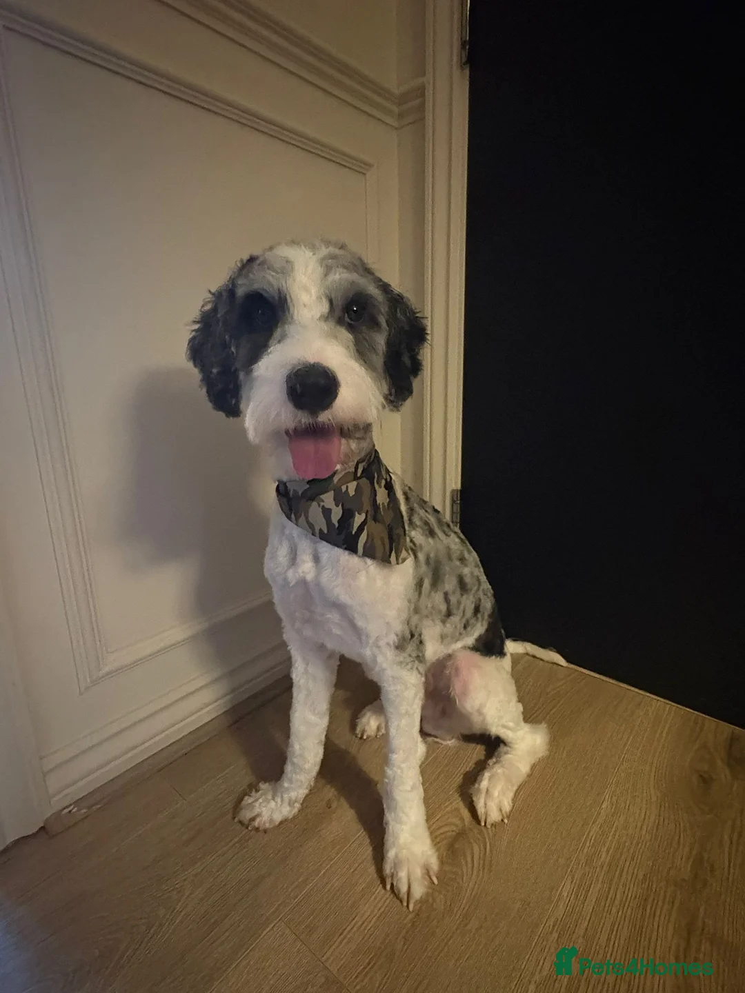 Cockapoo dogs for sale: Rare Colour Cockapoo Puppy in Dunmow - Advert 1