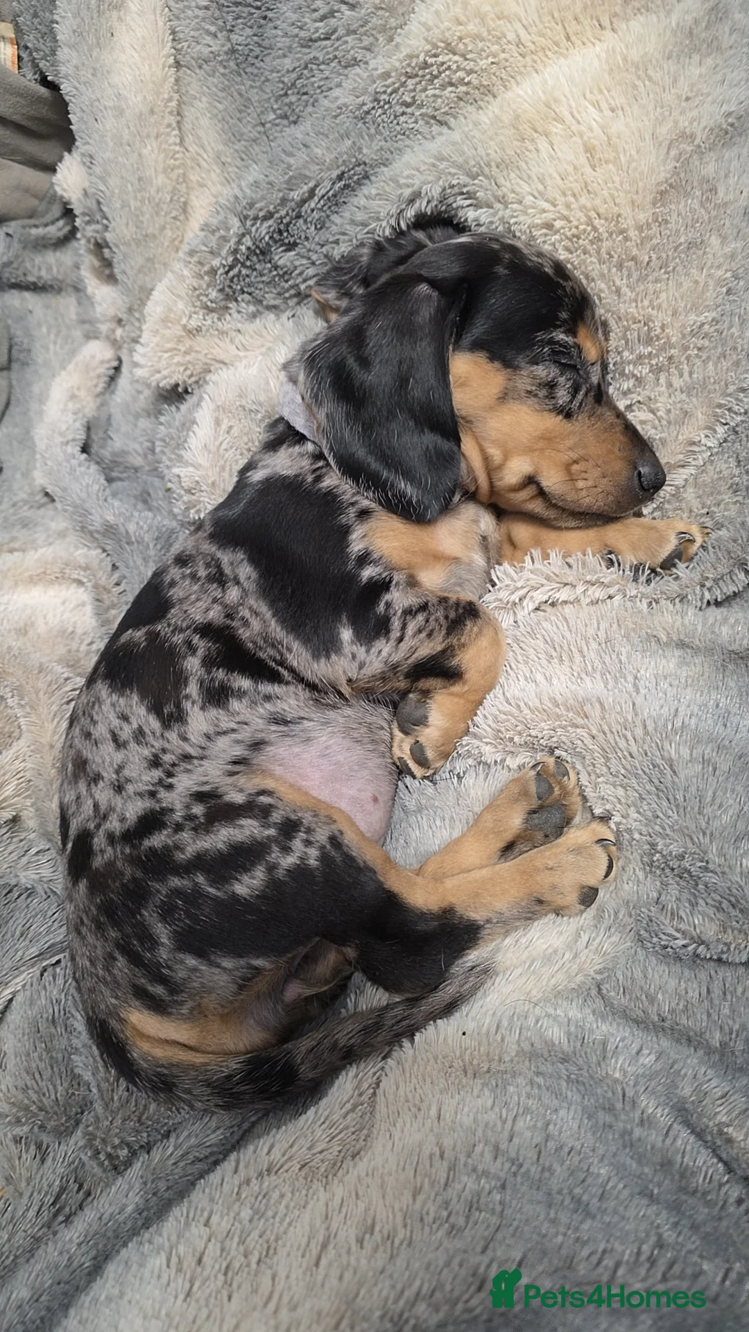 Dachshund dogs for sale: 10month old Dachshund  - Advert 6