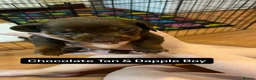 Miniature Dachshund dogs for sale: Miniature dachshund puppies for sale - Advert 6
