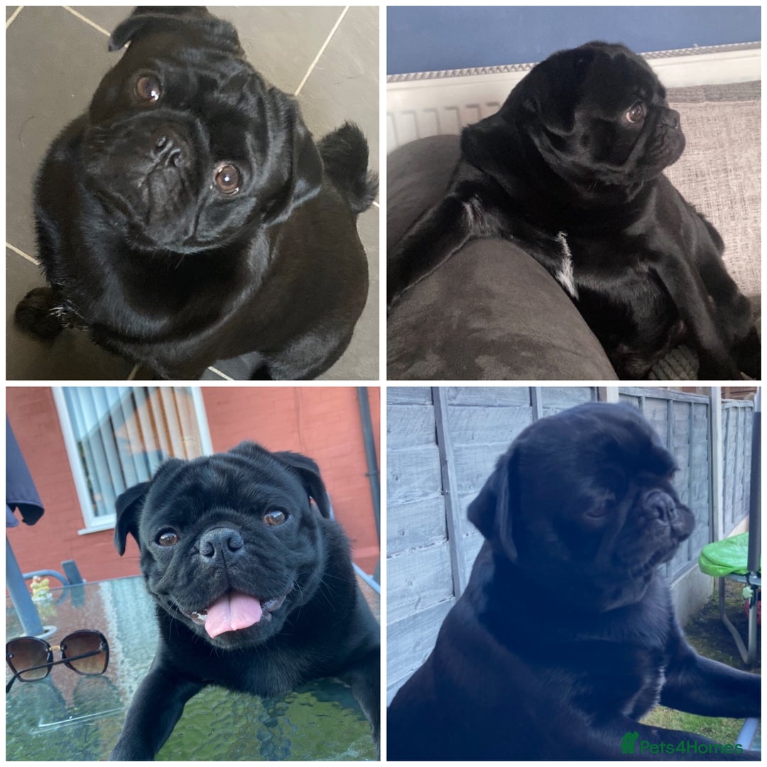 Pug dogs for stud: KC STUD  - Advert 3