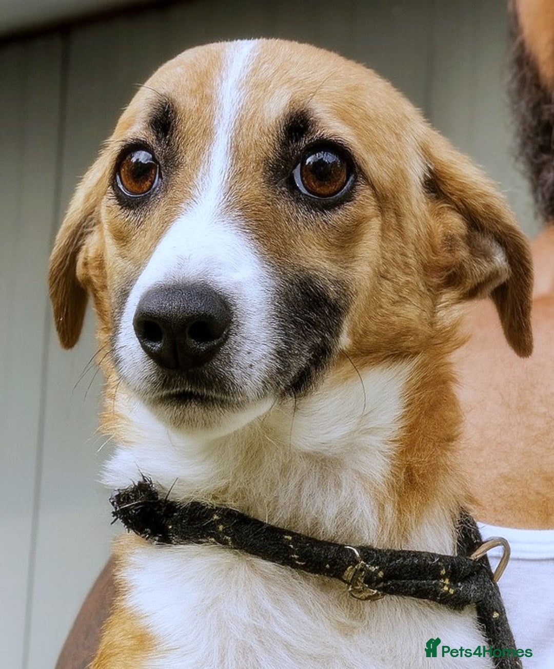 Mixed Breed dogs for adoption: 🐾 Rosie – the gentle girl everyone overlooks ❤️ - Advert 5